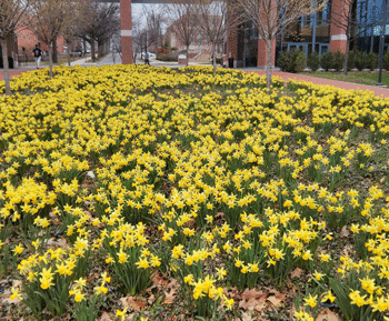 Yellow flowers blooming on the mall on Shortlidge Road, University Park campus. 